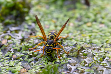 Wall Mural - European wasp drinking water from a pond covered with duckweed