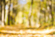 © photolink - Autumn golden forest, blured background.