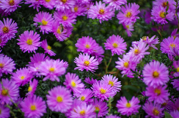 Wall Mural - Colorful pink autumnal chrysanthemum background