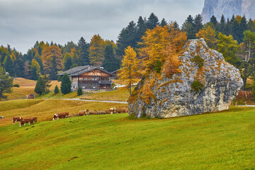 Aerial autumn sunrise scenery with yellow larches and small alpine building and Odle - Geisler mountain group on background. Alpe di Siusi, Dolomite Alps, Italy.