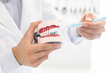 Hands of dentist doctor showing how to brush teeth using jaw model, cropped