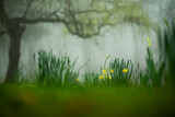 żonkile w parku w deszczu , daffodils	