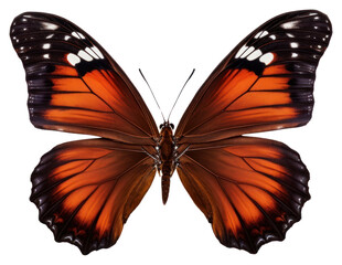 Canvas Print - PNG  Vibrant butterfly with orange wings