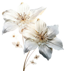 Sticker - PNG  Elegant white floral art