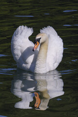 Canvas Print - aggressive attitude of a mute swan