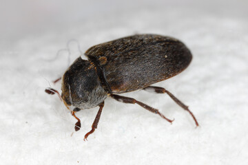 Wall Mural - Leather beetle (Dermestes sibiricus). Skin beetle. A common pest in homes.