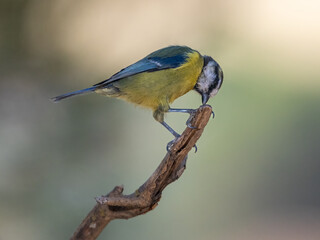 Eurasian blue tit (Cyanistes caeruleus).