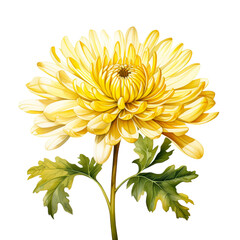 Wall Mural - A vibrant yellow chrysanthemum in full bloom with lush green leaves isolated on transparency PNG background, perfect for use in floral design, nature-themed projects, or botanical illustrations,