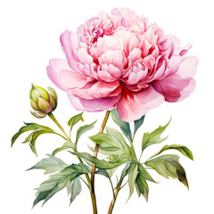 Wall Mural - A detailed illustration of a pink peony flower with lush green leaves and a budding bloom isolated on transparency PNG background, ideal for use in floral-themed designs, botanical illustrations