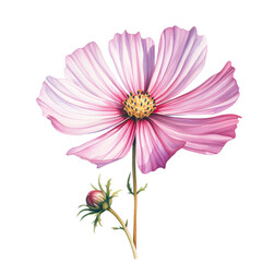 Wall Mural - A beautifully illustrated pink cosmos flower with delicate petals and a vibrant yellow center, Great for use in botanical illustrations isolated on transparency PNG background, greeting cards