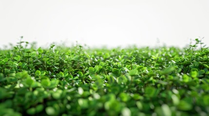 Poster - Close-up of lush green foliage.