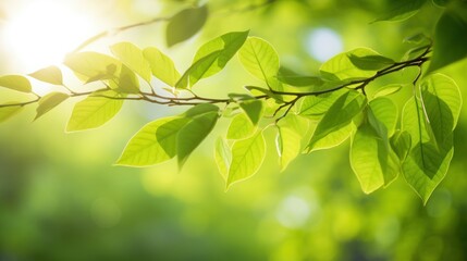Wall Mural - Bright green leaves on a tree branch, 