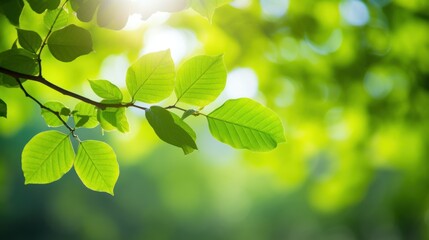 Wall Mural - Bright green leaves on a tree branch, 