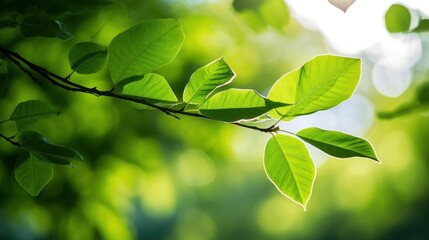 Wall Mural - Close-up of  green foliage on a tree branch with soft sunlight 