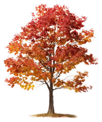 Wall Mural - PNG Tree autumn plant maple.