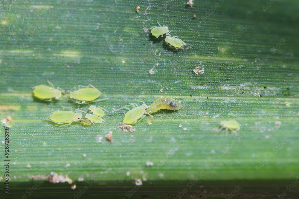 Rose grain aphid Metopolophium dirhodum attacked by a predatory fly ...