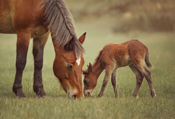 Wall Mural - Foal with a mare grazing in the meadow.