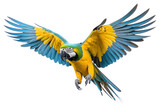 PNG Macaw animal parrot yellow.
