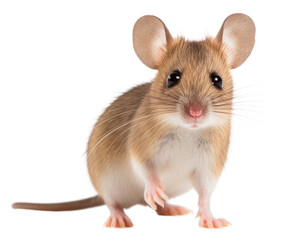 Sticker - PNG Mouse animal mammal rodent.