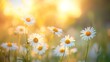 © Thanthara - beautiful happy peaceful field early autumn season meadow nature sunset bloom white yellow daisy flowers sun rays beams closeup blur bokeh woodland forest nature idyllic panoramic floral landscape
