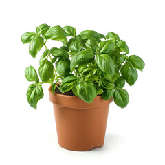 Wall Mural - basil in the pot isolated on transparent background