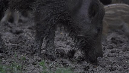 Wall Mural - Herd of wild hogs in the forest