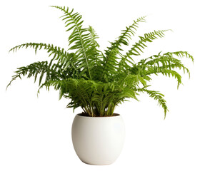 Wall Mural - PNG Fern plant houseplant leaf.