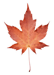 Canvas Print - PNG  Real Pressed a Autumn leafs autumn maple plant.