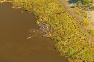 Wall Mural - A Group of Hippos in the Okavango Delta