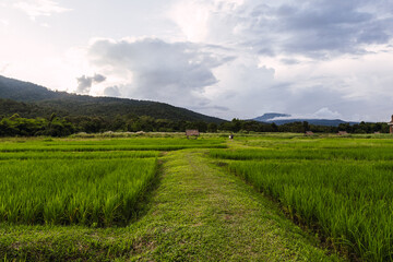 Beautiful green paddy field in thailand