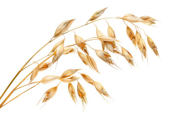 Close-up photo of oat kernels with shiny golden husks, isolated on white background.