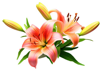 Sticker - PNG Flower lily plant inflorescence.