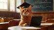 © Exclusive  - A cat with a graduation cap attentively watches a laptop on a classroom desk surrounded by wooden chairs and a chalkboard