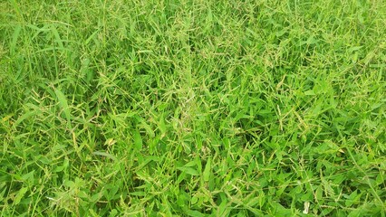 The texture of the surface of the bright green grass.