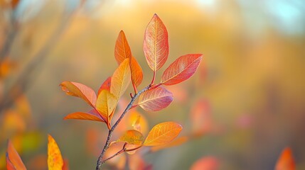 Canvas Print - Describe a peaceful autumn equinox evening, with leaves changing color and a calm balance in the crisp air, Close up