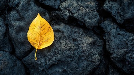 Canvas Print - During the autumn season, a single yellow leaf beautifully rests on the dark volcanic rock