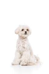 Sticker - Calm furry pet sitting against white studio background. Cute purebred Maltese. Dog looks healthy and well-groomed. Concept of grooming cervices and veterinaries, pet lovers, friendship.