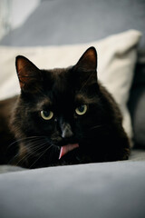 Poster - A charming fluffy black domestic cat is lying on a sofa and licking itself. Independent pet care at home. Close up view portrait of cute homie kitty.