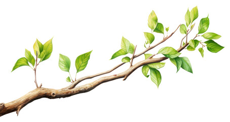 Wall Mural - PNG Tree branch plant leaf freshness.