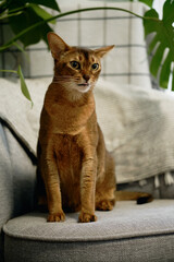 Canvas Print - A charming red-haired Abyssinian cat poses on an armchair in an apartment. A domestic purebred cat with smooth brown fur and yellow eyes. The green leaves of the monstera are behind the pet.