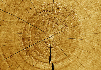 Tree trunk cut with annual circles covered with orange stain.