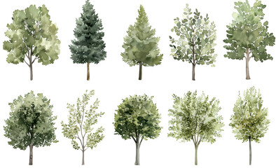 watercolor tree illustrations featuring a variety of green foliage and evergreen trees