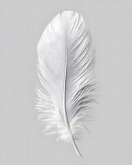 Wall Mural - White fluffy feather isolated on light grey background