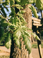 Wall Mural - A tree with green leaves and a brown trunk. The leaves are large and spread out