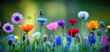 © missisya - A vibrant collection of wildflowers in various colors, beautifully blooming in a lush green landscape.