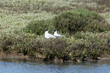 Wall Mural - Mouette rieuse, nid,.Chroicocephalus ridibundus, Black headed Gull, Obione portulacoides, Obione, Marais salants, Guerande, 44, Loire Atlantique, France