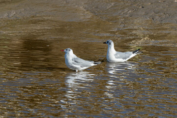 Wall Mural - Mouette rieuse,.Chroicocephalus ridibundus, Black headed Gull