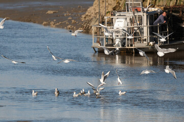 Canvas Print - Mouette rieuse,.Chroicocephalus ridibundus, Black headed Gull