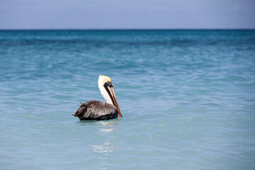 Pelican swimming in a sea water. Wild bird on blue waves