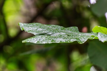 Wall Mural - dew on leaf